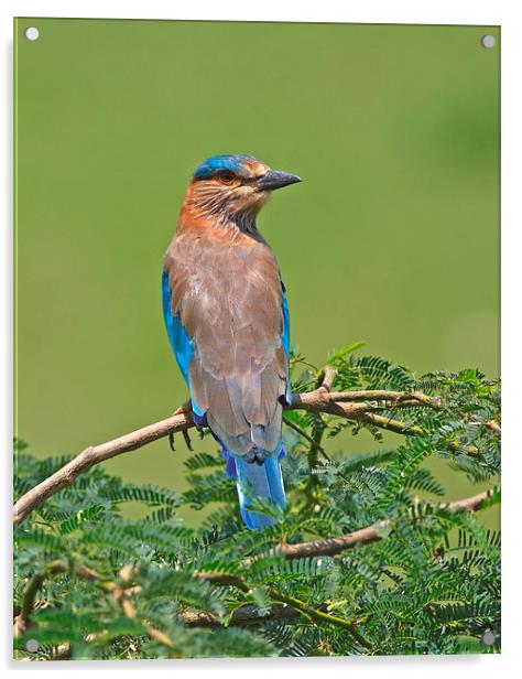  Indian Roller Acrylic by Tahir abbas