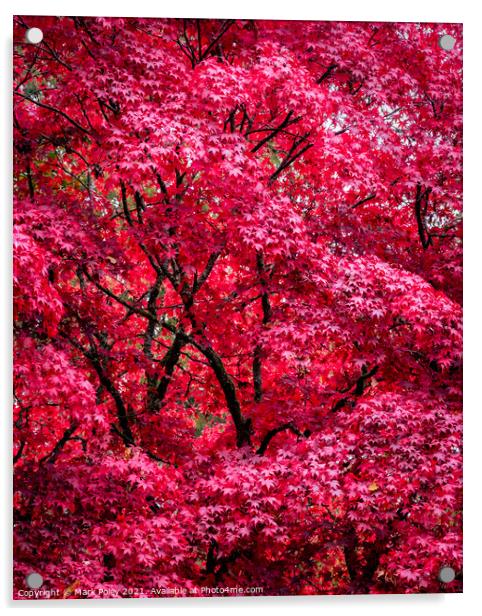 Autumnal Acer Tree in Red - Fine Art Acrylic by Mark Poley