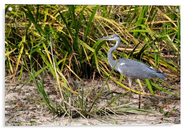 Striding Heron on Basingstoke Canal Acrylic by Mark Poley