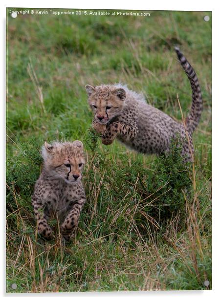  Cheetah Cubs Playing Acrylic by Kevin Tappenden