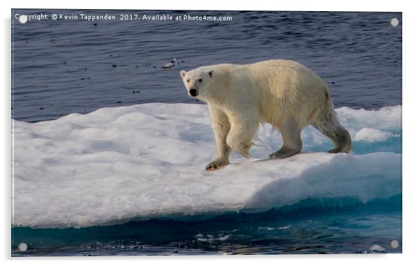 Polar Bear Acrylic by Kevin Tappenden