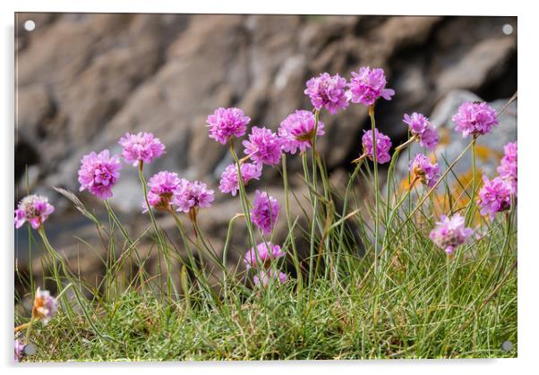 Purple thrift on Cornish cliffs Acrylic by Chris Warham
