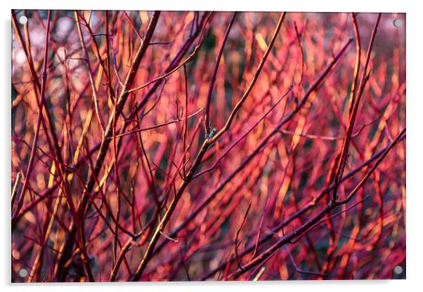 WInter red dogwood stems in winter sun Acrylic by Chris Warham