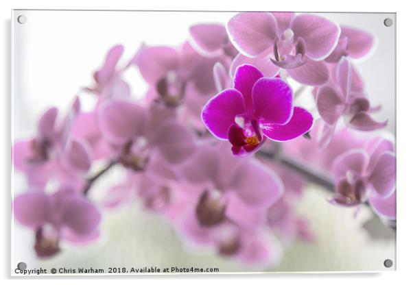 Purple orchid in front of pink orchids Acrylic by Chris Warham