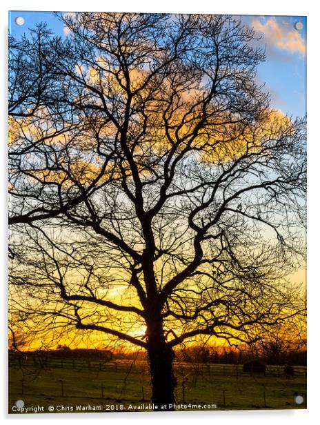 Oak Teee silhouette in a winter sunset  Acrylic by Chris Warham