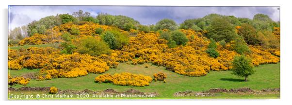 Yellow flowering gorse on a Peak District hillside Acrylic by Chris Warham