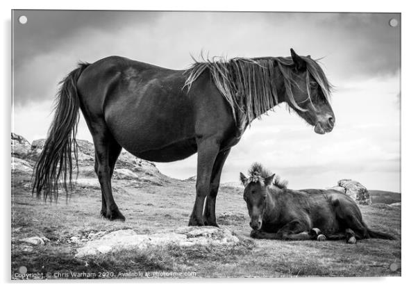 Dartmoor Pony and Foal in black and white Acrylic by Chris Warham