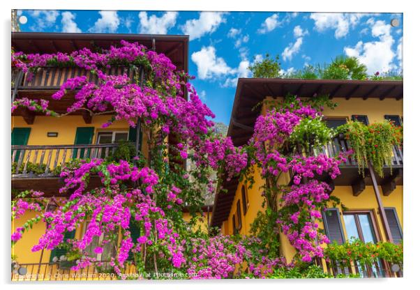 Bougainvillea on a house wall in Limone Italy Acrylic by Chris Warham
