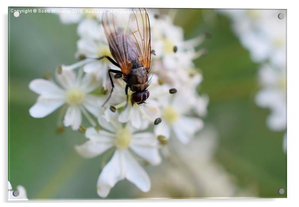  Bug on flower Acrylic by Scott Williams