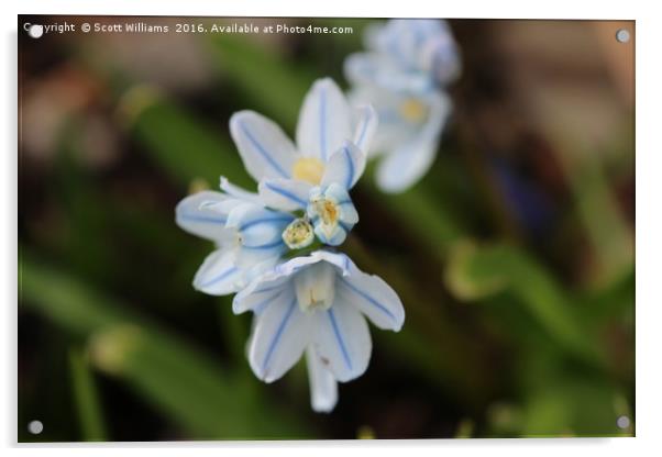 White and blue stripe Acrylic by Scott Williams