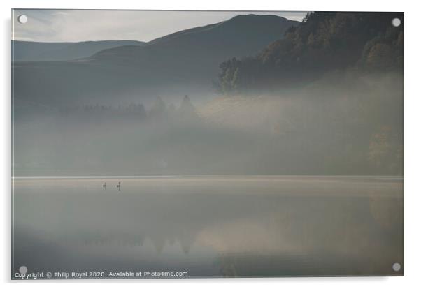 Swans in Dawn Mist, Loweswater Lake District Acrylic by Philip Royal