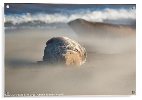 Grey Seal asleep in Drifting Sand Acrylic by Philip Royal