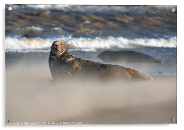 Grey Seal in Drifting Sand and waves Acrylic by Philip Royal