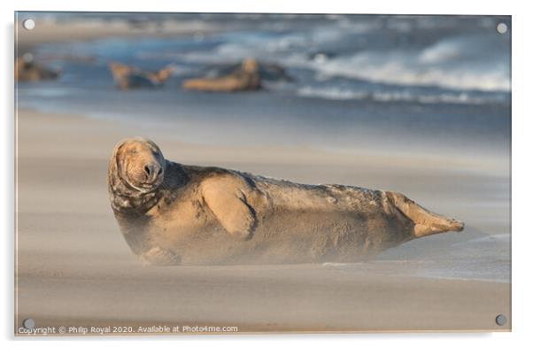 A Grey Seal (Halichoerus grypus) resting with othe Acrylic by Philip Royal