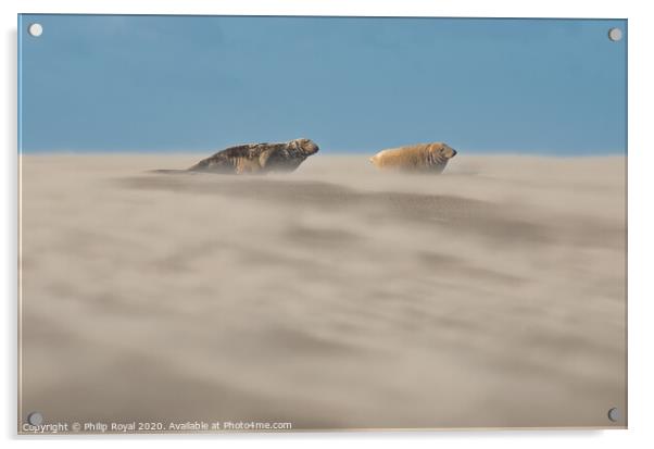 Grey Seal pair in Drifting Sand Acrylic by Philip Royal