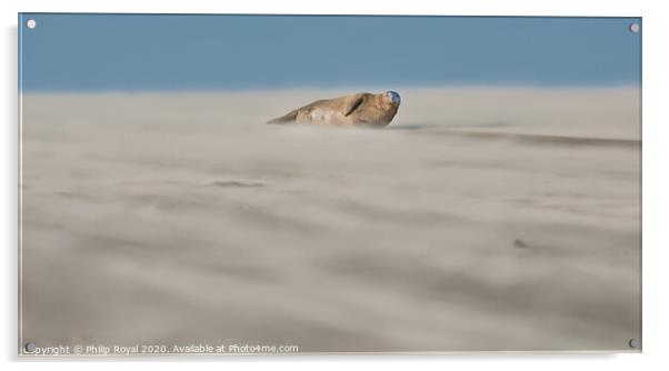 Single Grey Seal lying in Drifting Sand - Abstract Acrylic by Philip Royal