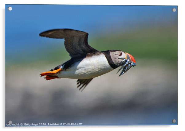 Puffin with Sand Eels in flight turning left Acrylic by Philip Royal