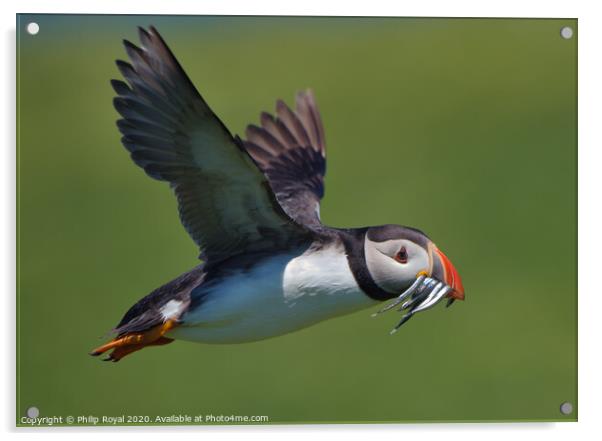 A Puffin with Sand Eels in flight Acrylic by Philip Royal