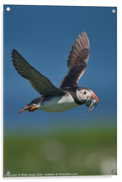 Puffin with Sand Eels in flight over sea Acrylic by Philip Royal