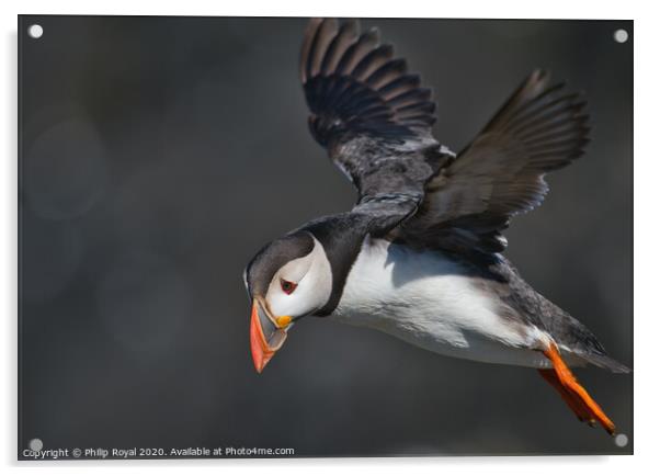 Puffin looking down to the left Acrylic by Philip Royal