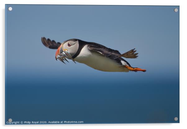 Puffin with Sand Eels in flight flying right to left  Acrylic by Philip Royal