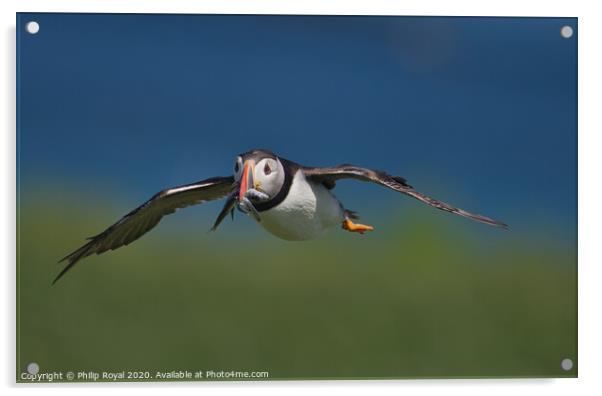Puffin with Sand Eels in flight head on view Acrylic by Philip Royal