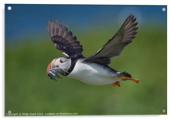 Puffin with Sand Eels in flight right to left Acrylic by Philip Royal