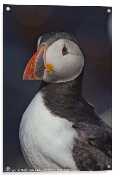 Puffin Head and Shoulders Portrait looking to the left Acrylic by Philip Royal