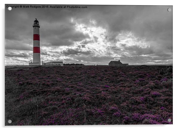 Tarbat Ness Lighthouse Amongst the Heather  Acrylic by Mark Rodgers