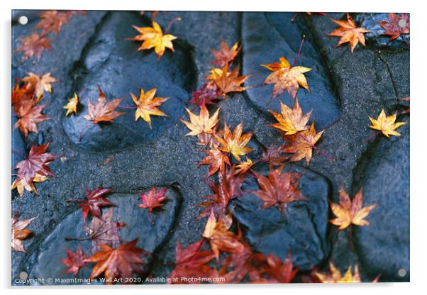 MXI30978 Fallen yellow red Japanese maple leaves Acrylic by MaximImages Wall Art