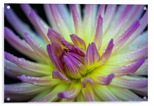 Purple Dahlia Acrylic by Phil Durkin DPAGB BPE4