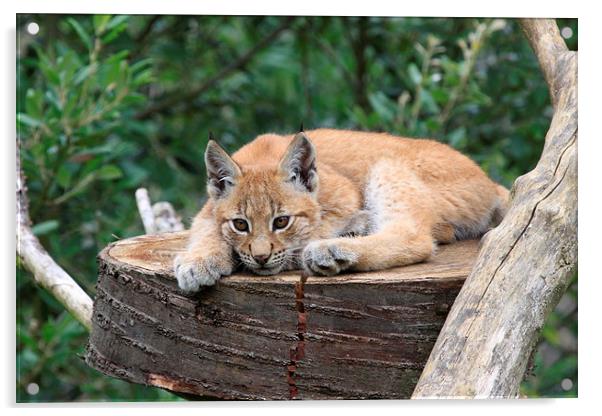  European Lynx Cub Acrylic by Gary Morris