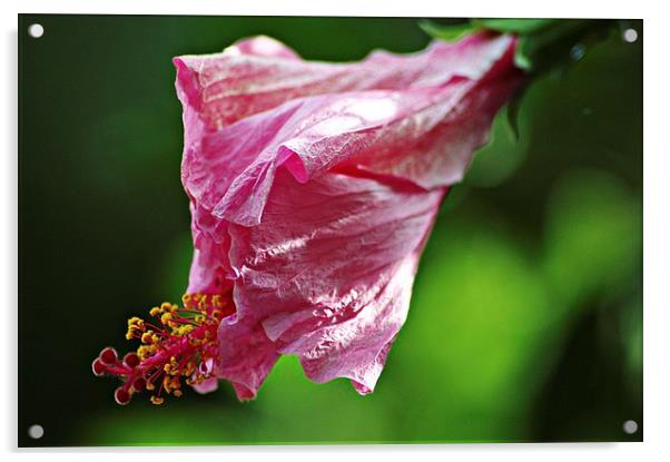  Pink flower Acrylic by Jose Manuel Espigares Garc