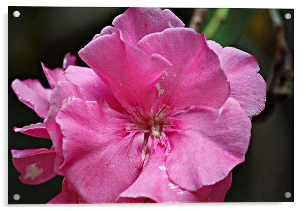 Pink flower 26 Acrylic by Jose Manuel Espigares Garc