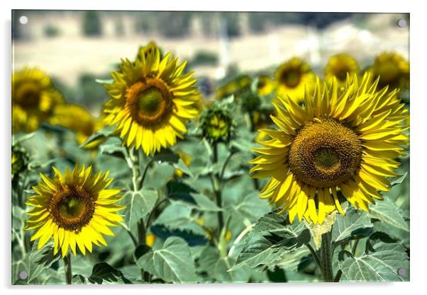 These are sunflowers in a field near Carmona. In t Acrylic by Jose Manuel Espigares Garc