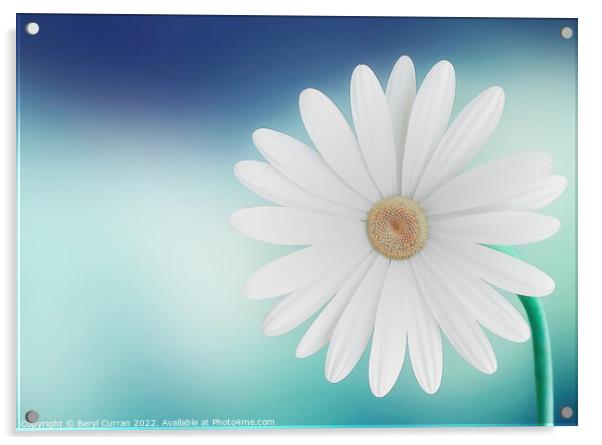 Graceful Daisy on Blue Background Acrylic by Beryl Curran