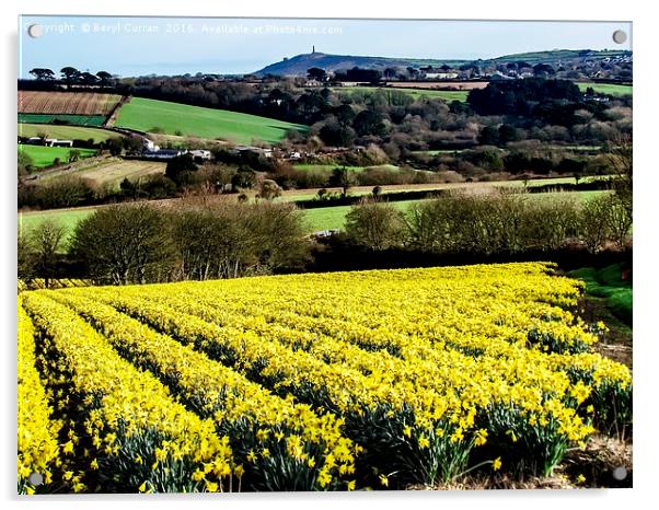 A Field of Golden Daffodils Acrylic by Beryl Curran