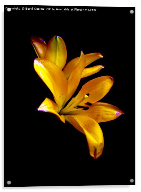 Elegant Lilies in Bloom Acrylic by Beryl Curran