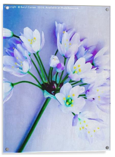 Fragrant Wild Garlic Blossoms Acrylic by Beryl Curran
