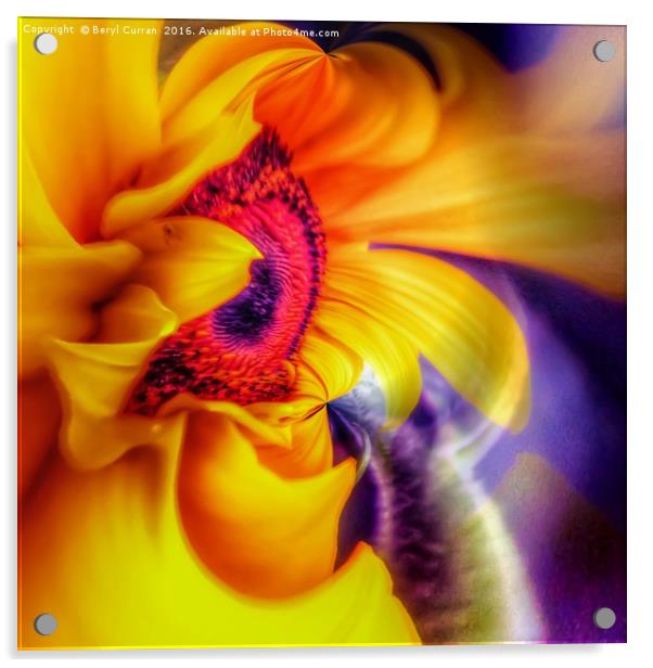 Golden Sunflower Radiance Acrylic by Beryl Curran