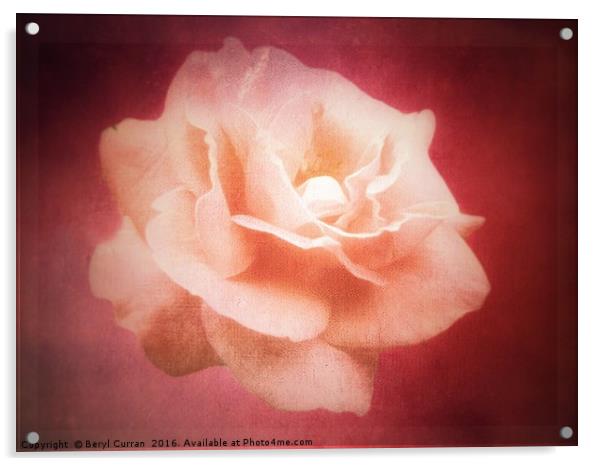 Peach Rose Blossom Acrylic by Beryl Curran