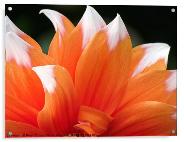 Vibrant Orange Dahlia Floral Display Acrylic by Beryl Curran