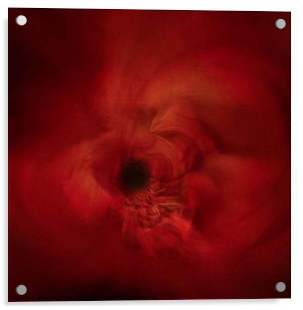 Remembrance Poppy Art Acrylic by Beryl Curran