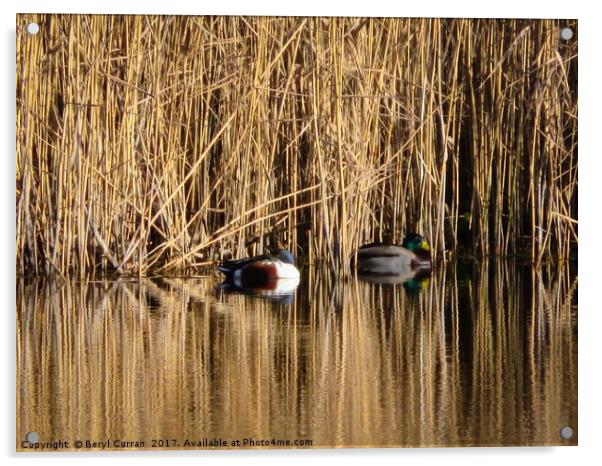 Serene Reflections Acrylic by Beryl Curran