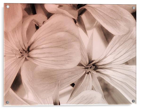 Floral Symphony Acrylic by Beryl Curran