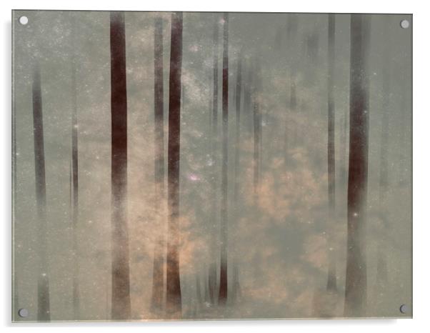 Enchanting Silver Birch Woods Acrylic by Beryl Curran