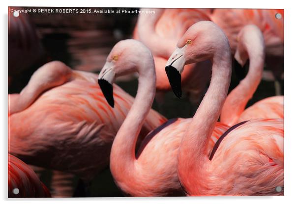 Caribbean pink flamingos Acrylic by DEREK ROBERTS
