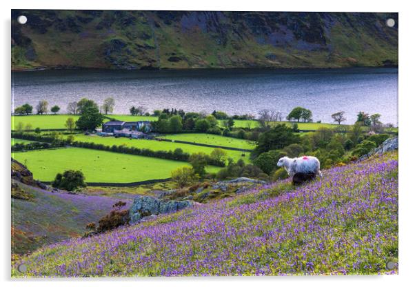 Buttermere bluebells, Lake District.  Acrylic by John Finney