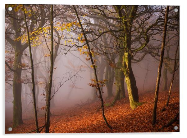 Autumn woodland Acrylic by John Finney