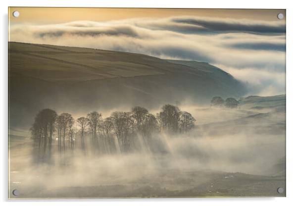 Trees in the Mist, Peak District  Acrylic by John Finney